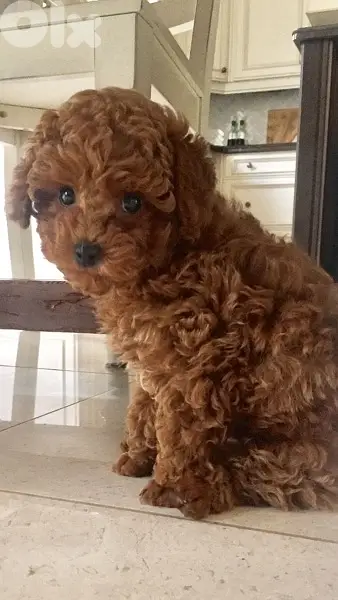 Toy Poodle Red Imported