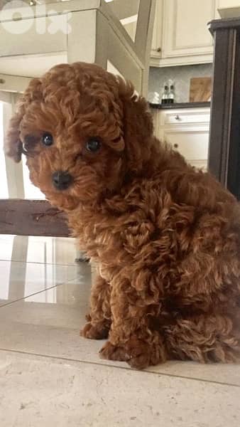 Toy Poodle Red Imported 0