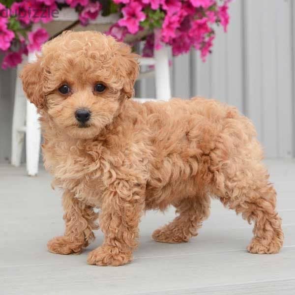 Imported Poodle gold color 0