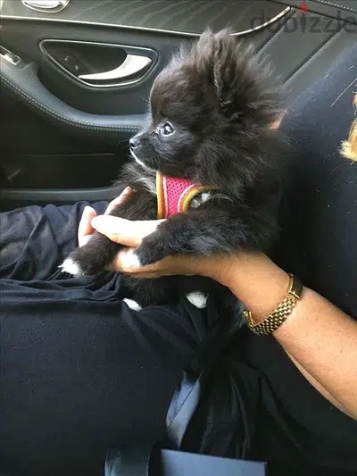 smallest pomeranian black love