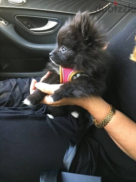 smallest pomeranian black love 0