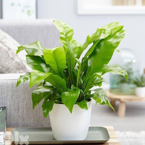 Bird's nest fern 0