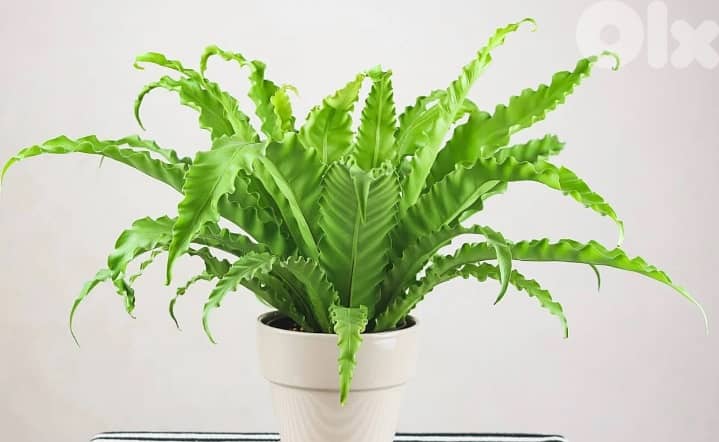 Bird's nest fern 1