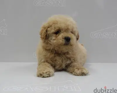 toy Poodle Apricot Imported