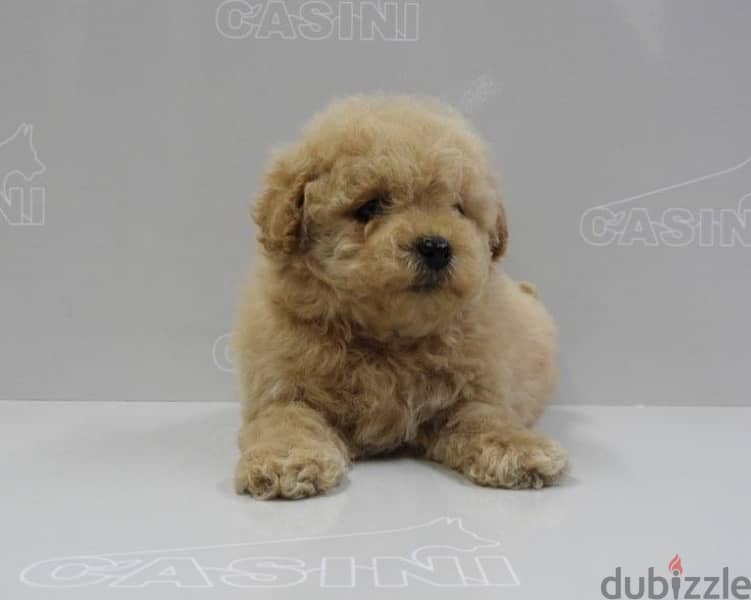 toy Poodle Apricot Imported 0
