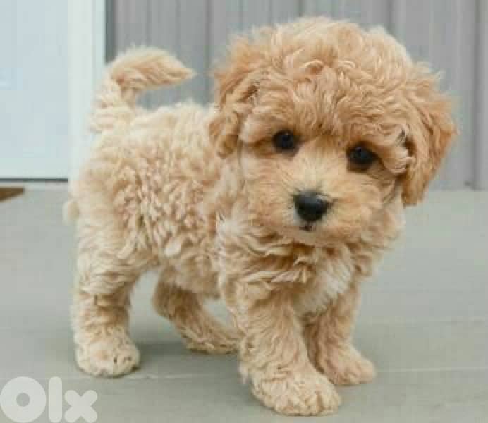 Maltipoo Imported 0