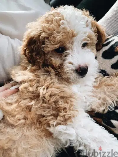 Maltipoo puppy  small imported