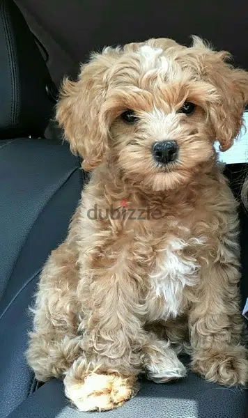 Mini Goldendoodle Cutenesss