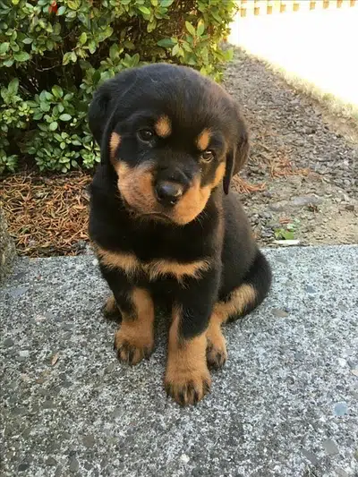 imported rottweiler dog puppy