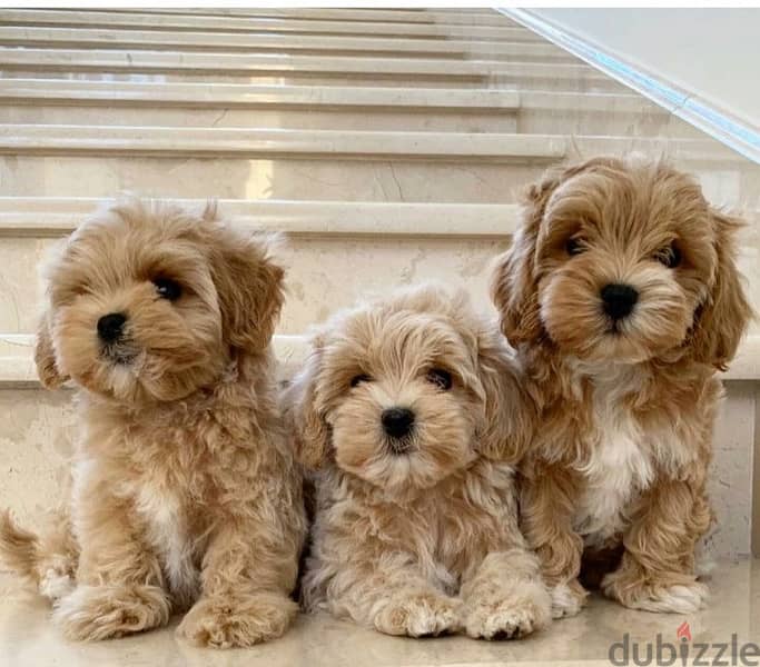 Mini labradoodle imported puppy 0