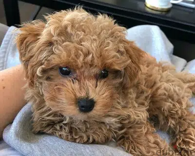 Toy Poodle Imported
