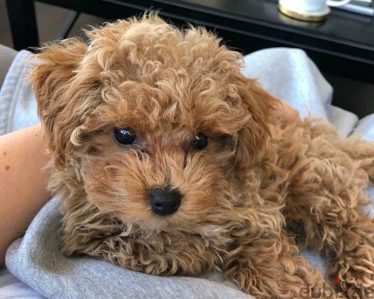 Toy Poodle Imported 0