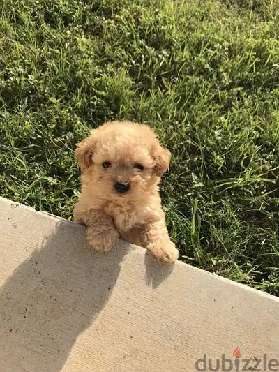 Maltipoo puppy imported