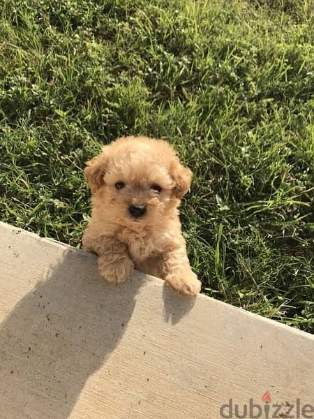 Maltipoo puppy imported 0