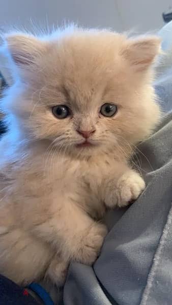 Persian Gold Kitten 0