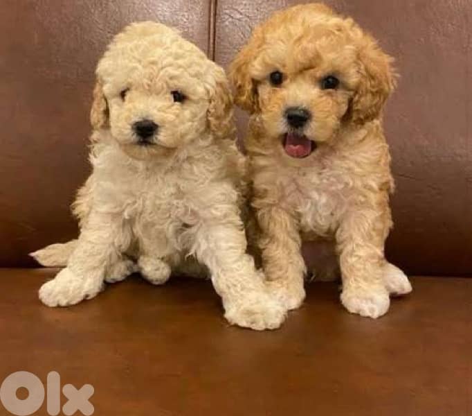 Maltipoo Puppy imported Toy delivery available 0