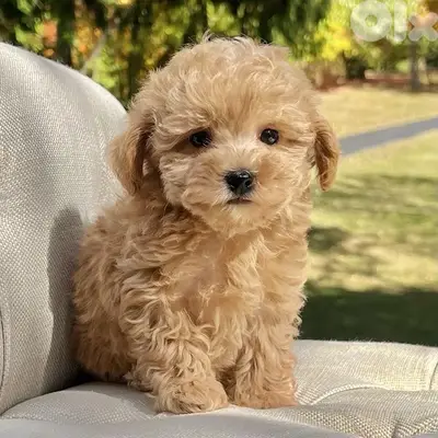 Maltipoo Imported cuteness Delivery