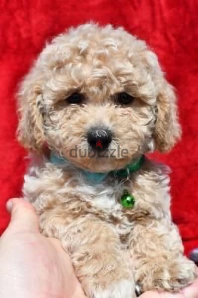 Mini Goldendoodle Imported puppies 0